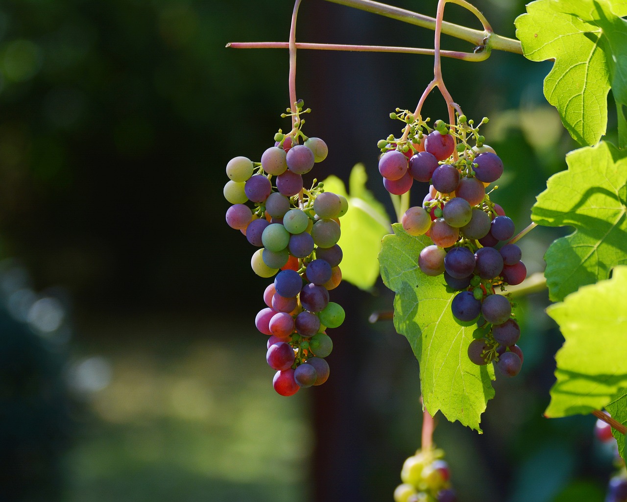grapes, vines, wine-1659118.jpg