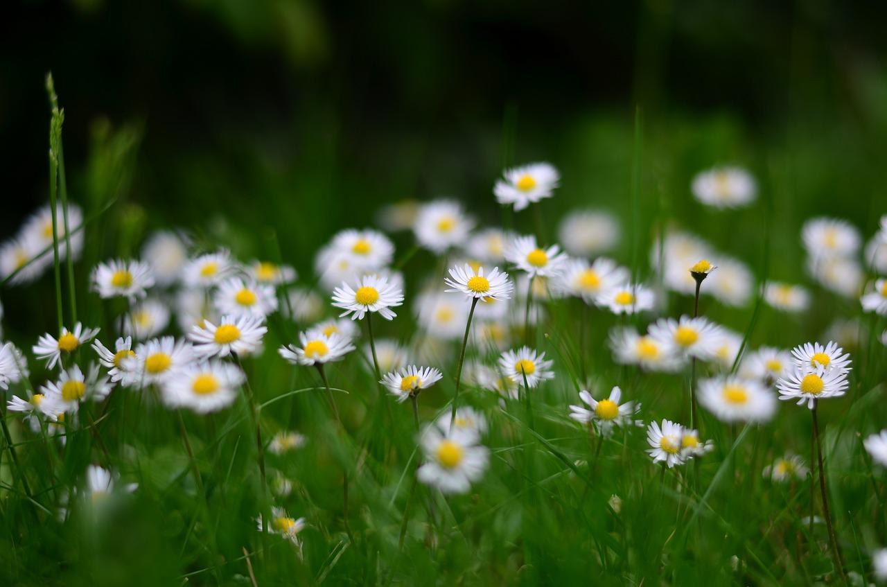 daisies, flowers, white flowers-2365910.jpg